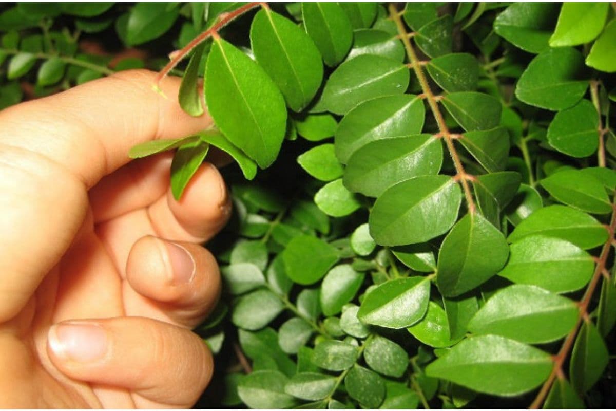 Curry Leaves Benefits: अगर आप रोज सुबह खाते हैं करी के पत्ते, तो मिलेंगे आपको गजब के फायदे