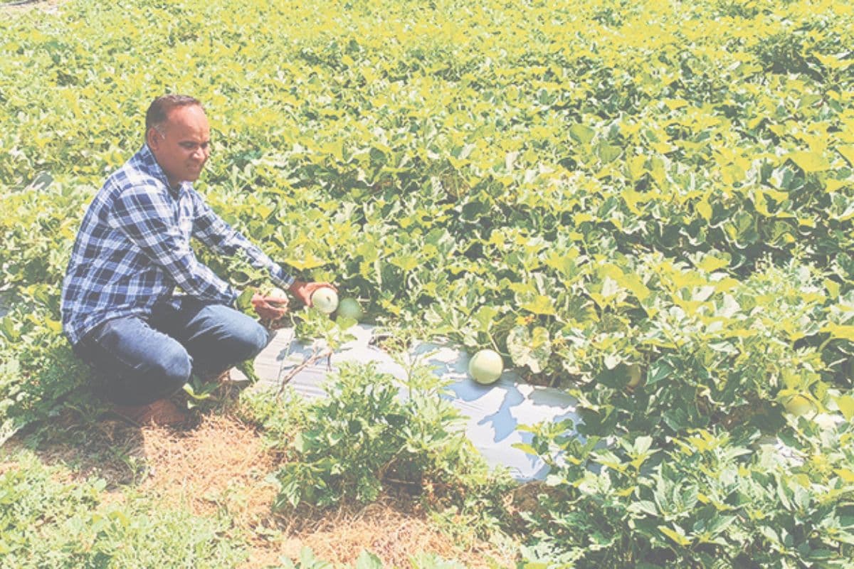 लीज पर जमीन लेकर किसान ने कर दिया कमाल, ऑर्गेनिक खेती के दम पर लहलहा रही 50 बीघे की फसल