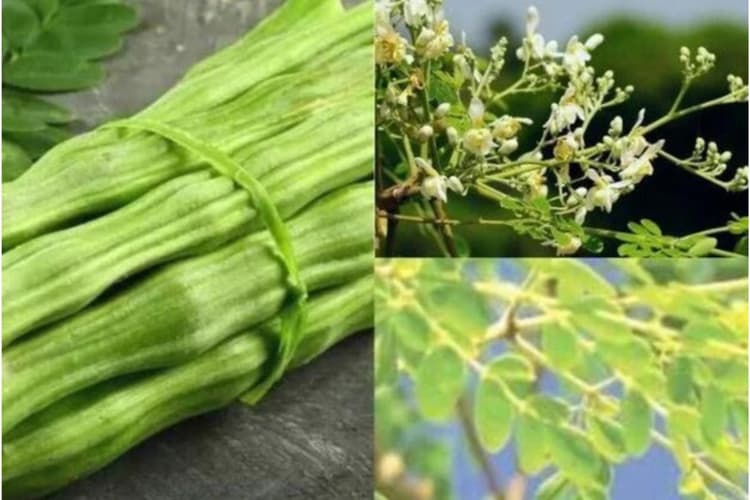 Sahjan Data ka Soup Recipe: गर्मी में सेहत को बनाए रखेगा दुरुस्त, ट्राई करें सहजन डाटा का पौष्टिक सूप रेसिपी