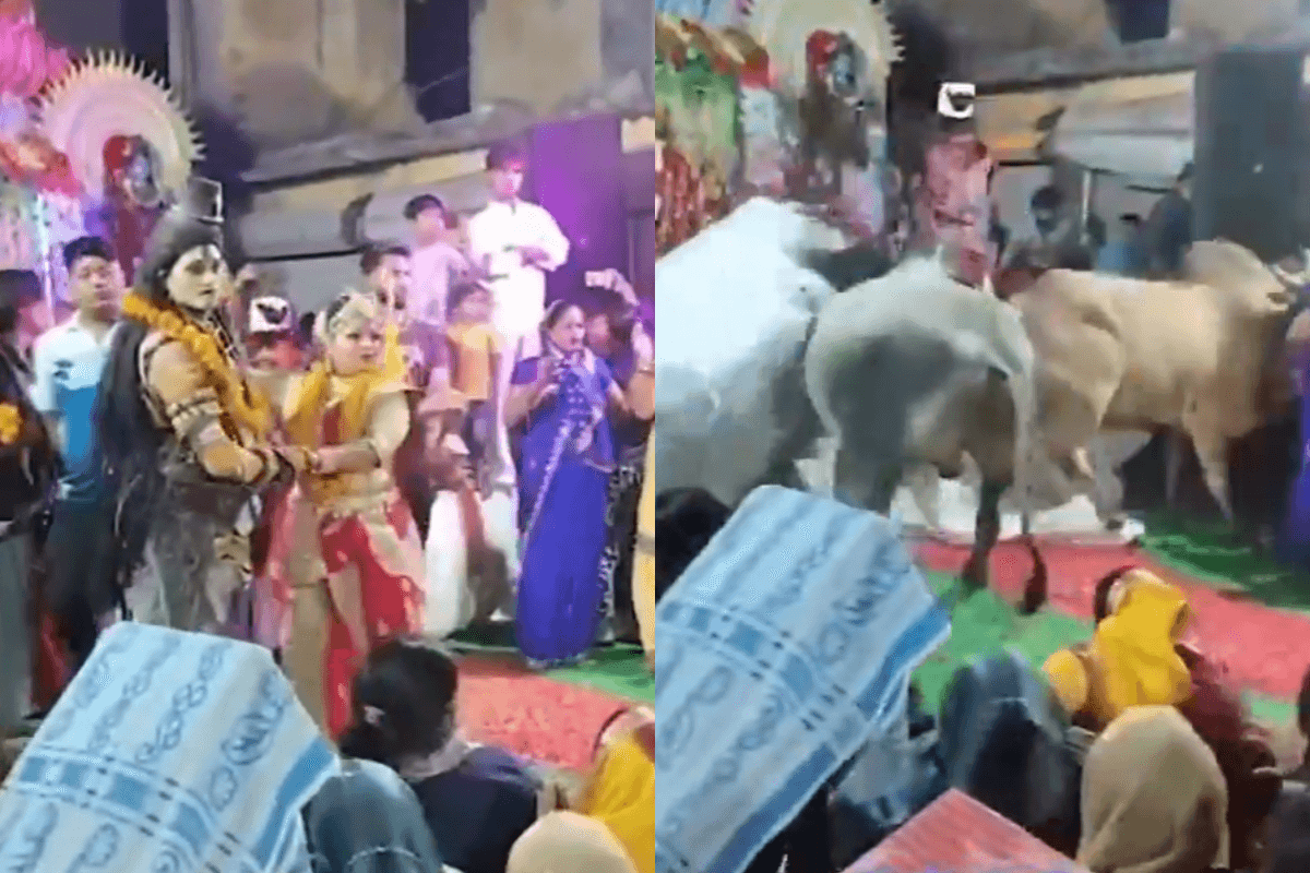Viral Video: शिव लीला में पहुंच गए असली "नंदी", मंच पर चढ़कर किया "तांडव"