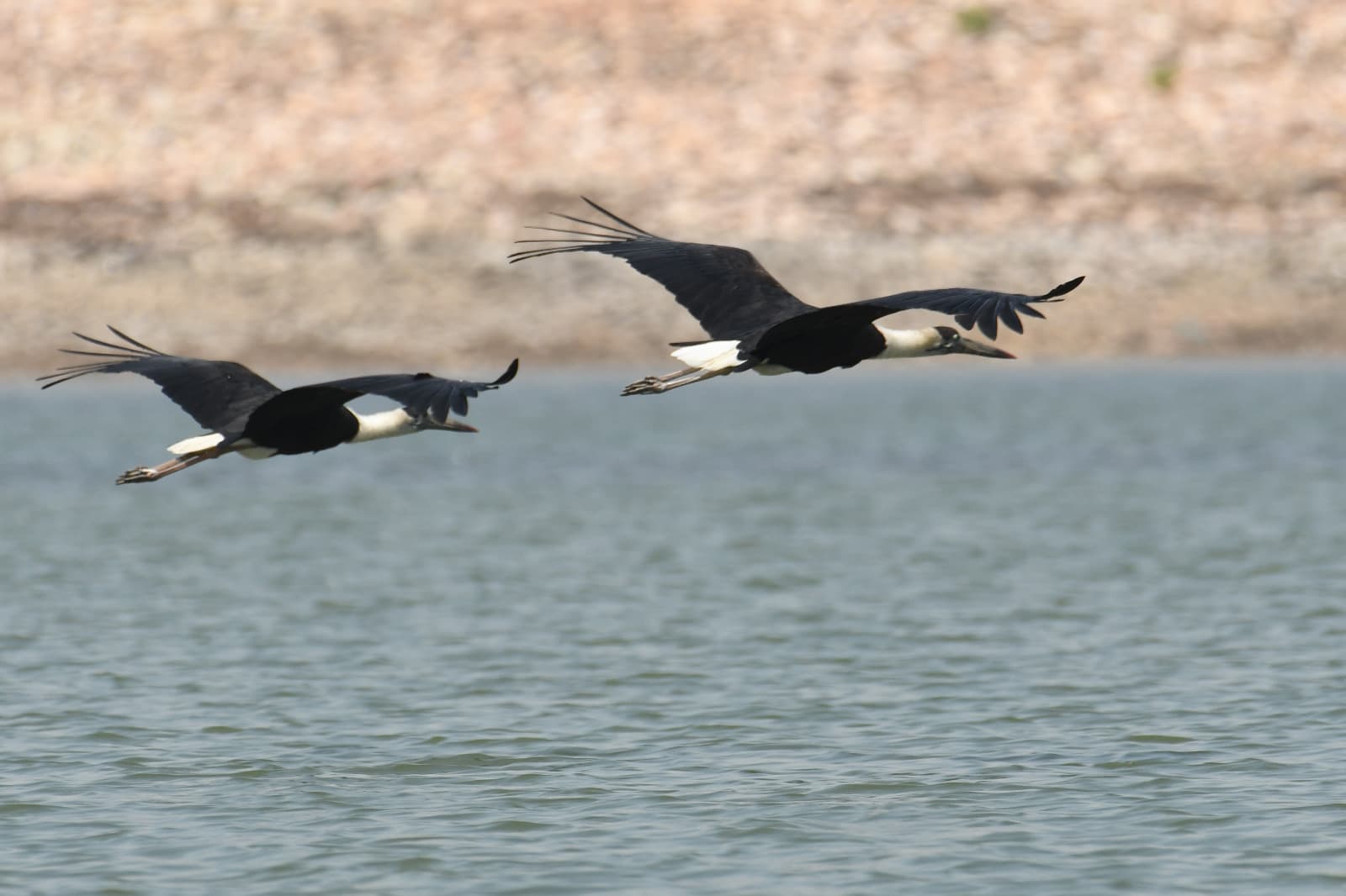 तापमान में बढ़ोतरी के बाद भी साइबेरियन पक्षियों से गुलजार हो रहा नगी-नकटी