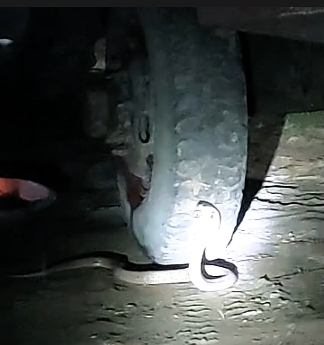 आवासीय परिसर में निकला सांप, देरी से पहुंची रेस्क्यू टीम