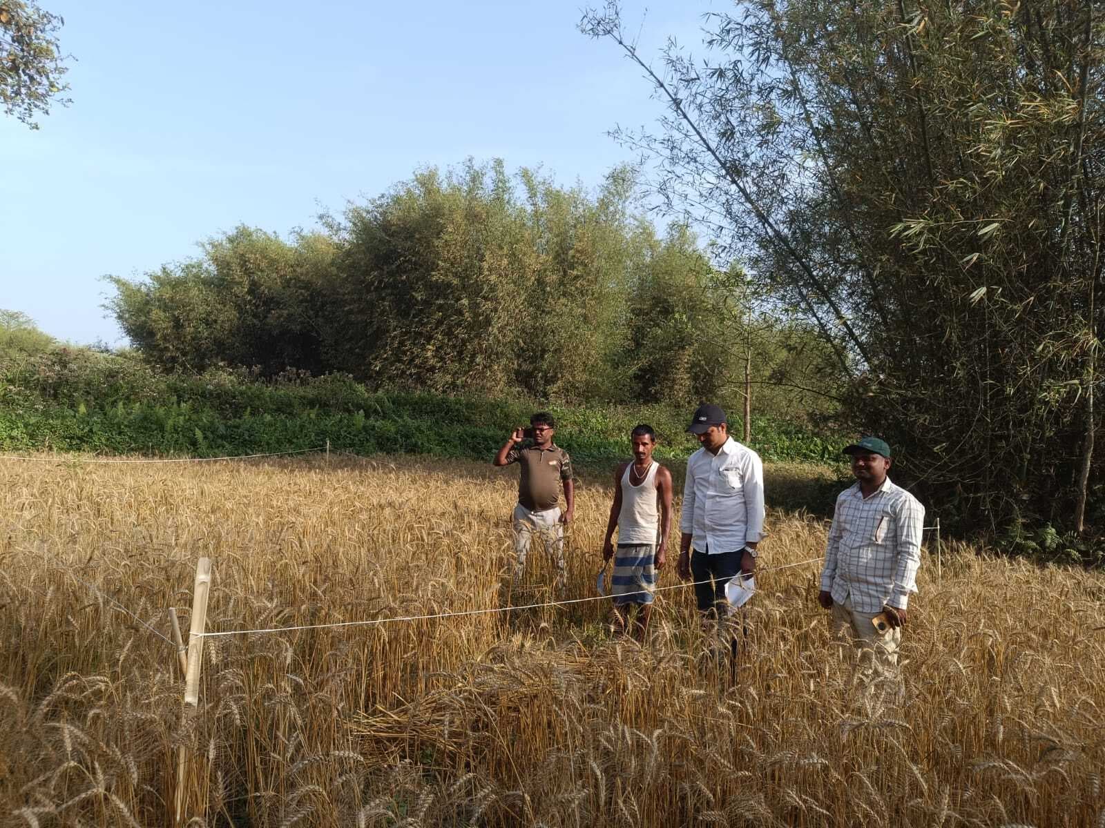 विभिन्न पंचायतों में की जा रही फसल कटनी प्रयोग