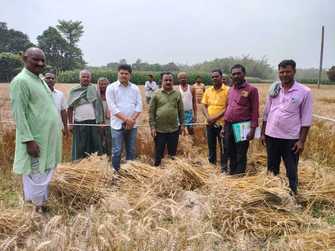 50 वर्ग मीटर में 29.12 किलोग्राम गेहूं हुई उपज