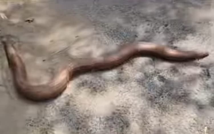 Motihari :मोतिहारी में मिला दुर्लभ प्रजाति का दो मुंह वाला सांप