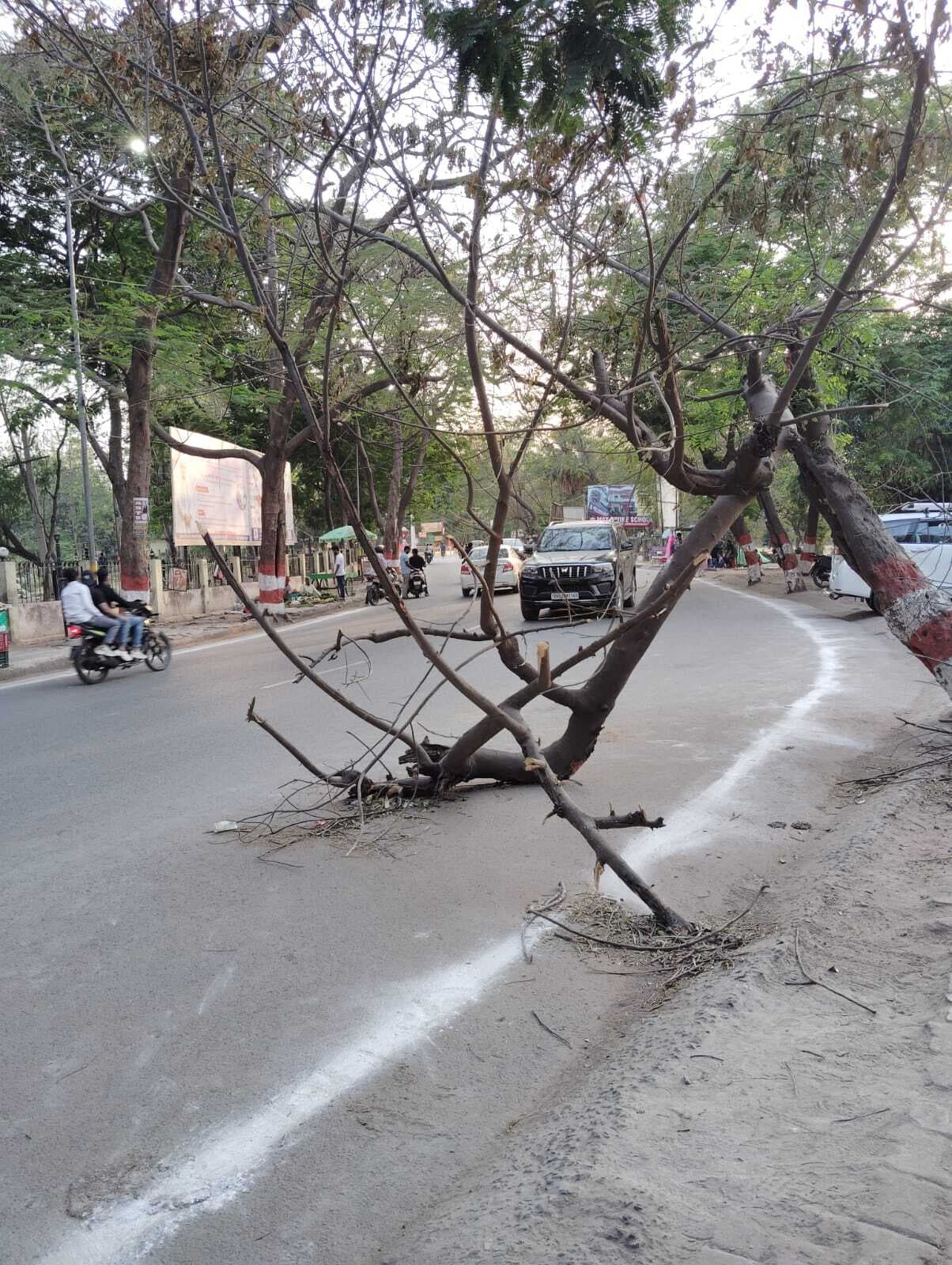 दो दिनों से लटकी है पेड़ की टहनी, हादसे की आशंका