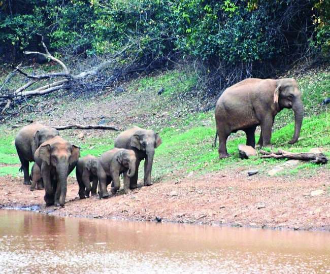 Jamshedpur News : गर्मी के दस्तक देते ही दलमा में पानी को लेकर बढ़ी चिंता, विभाग कर रहा यह काम
