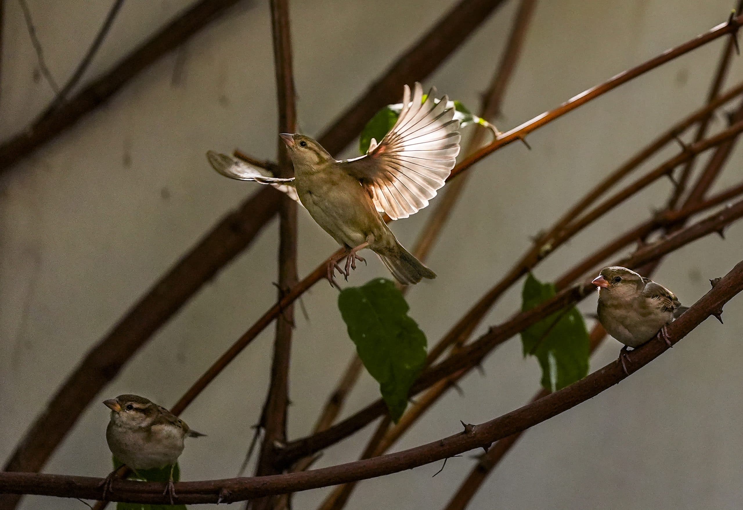 भीषण गर्मी में पक्षियों के लिए राहत बनी पार्कों की पहल