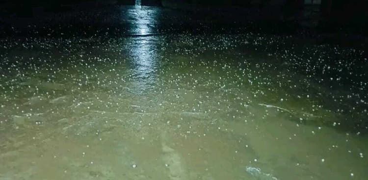 Motihari : मधुबन में ओलावृष्टि से आम-लीची व रबी फसलों को नुकसान