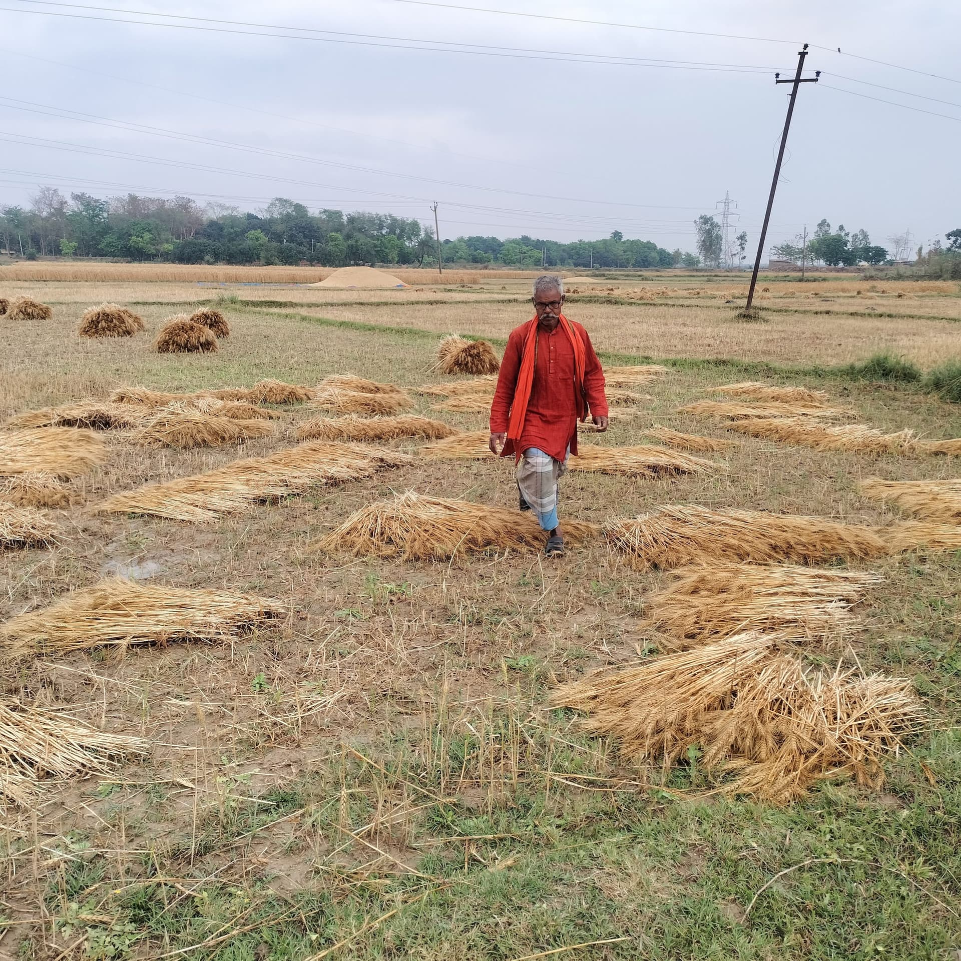 Darbhanga News: बारिश ने गेहूं की तैयारी पर लगायी ब्रेक, भींग गयी फसल को सुखाने में बहाना पड़ेगा पसीना