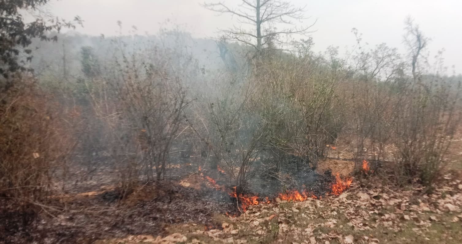 Bokaro News : राजाबेड़ा जंगल में लगी आग, पेड़-पौधों को नुकसान
