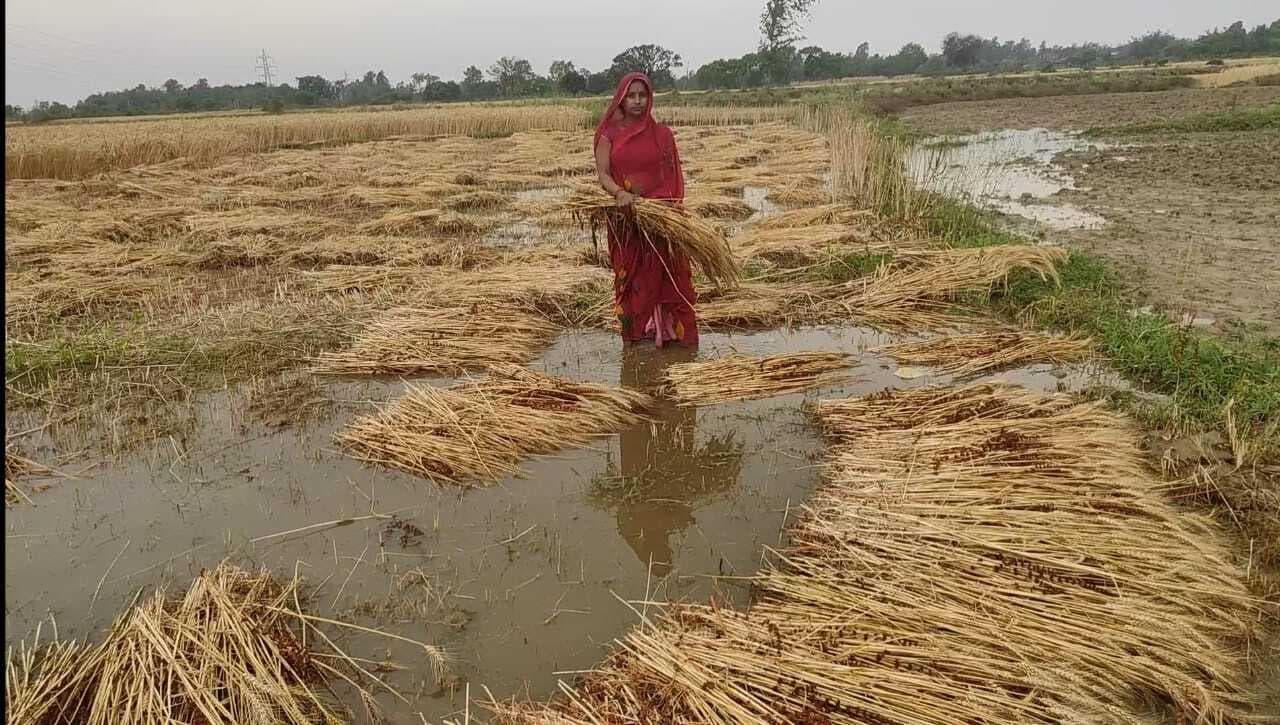 Madhubani News : बे मौसम बारिश से गेहूं की फसल खराब