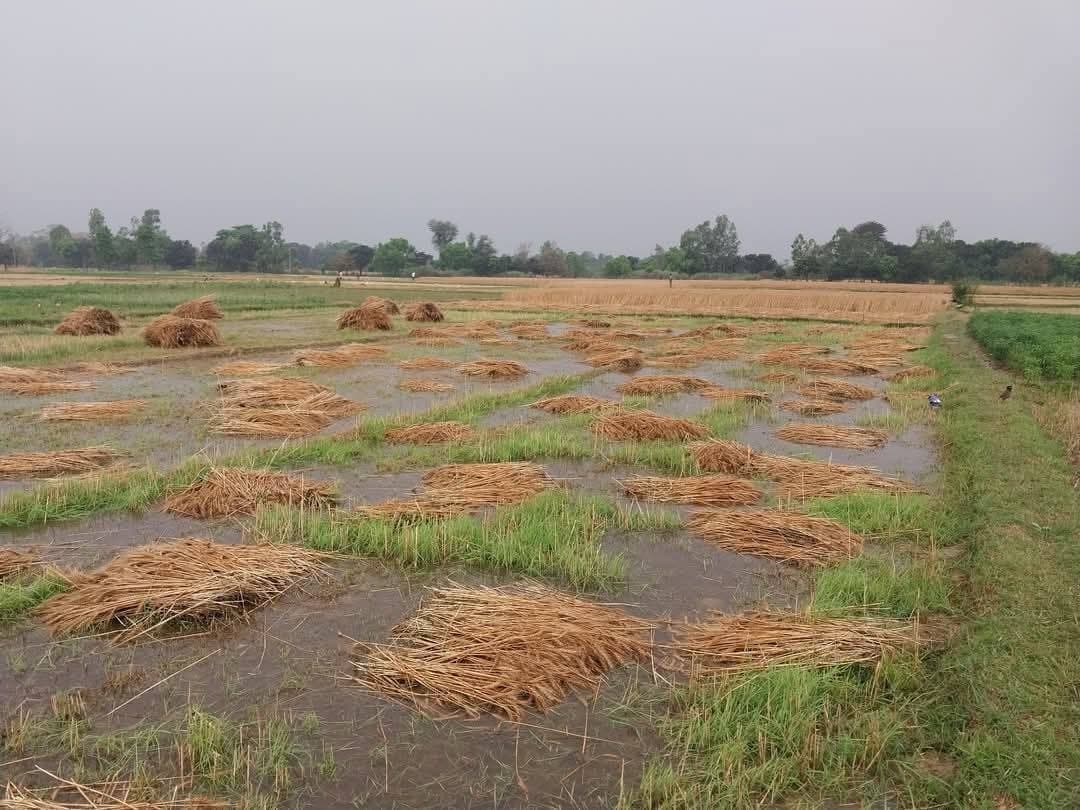 Madhubani News : बारिश व आंधी से गेहूं फसल को भारी नुकसान