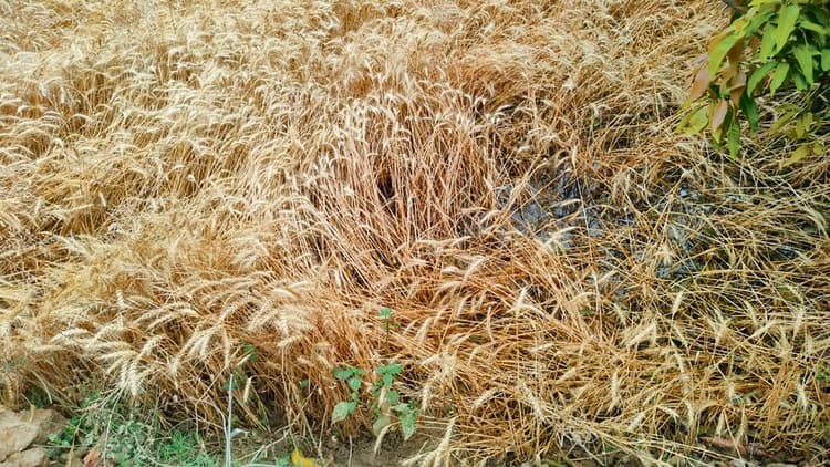 Gopalganj News : गरज के साथ बारिश से किसानों की मेहनत व उम्मीदों पर झटका, गेहूं की फसल के सड़ने की चिंता बढ़ी