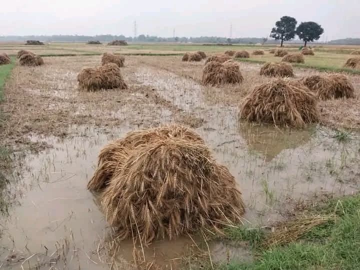Motihari: गेहूं की फसल बर्बाद होने के डर सहमे किसान