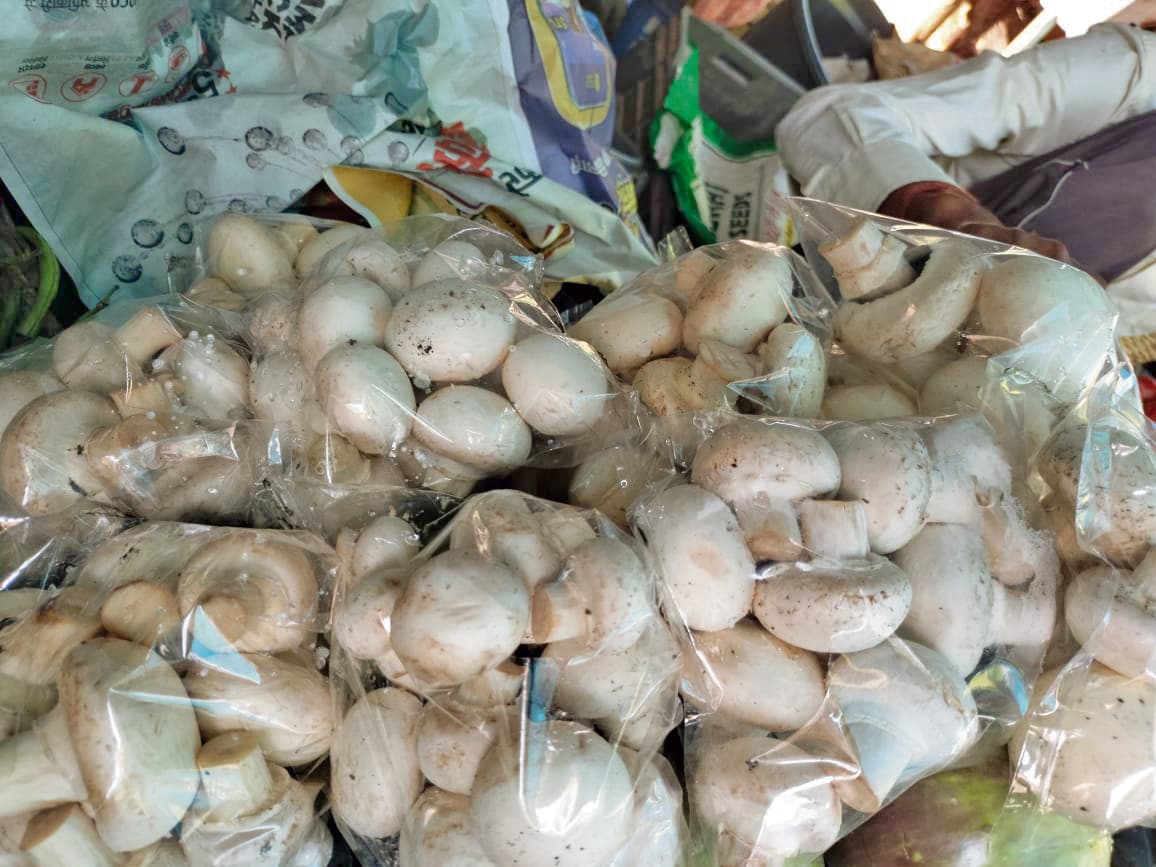 झोंपडी में मशरूम उत्पादन कर उठा सकते हैं लाभ