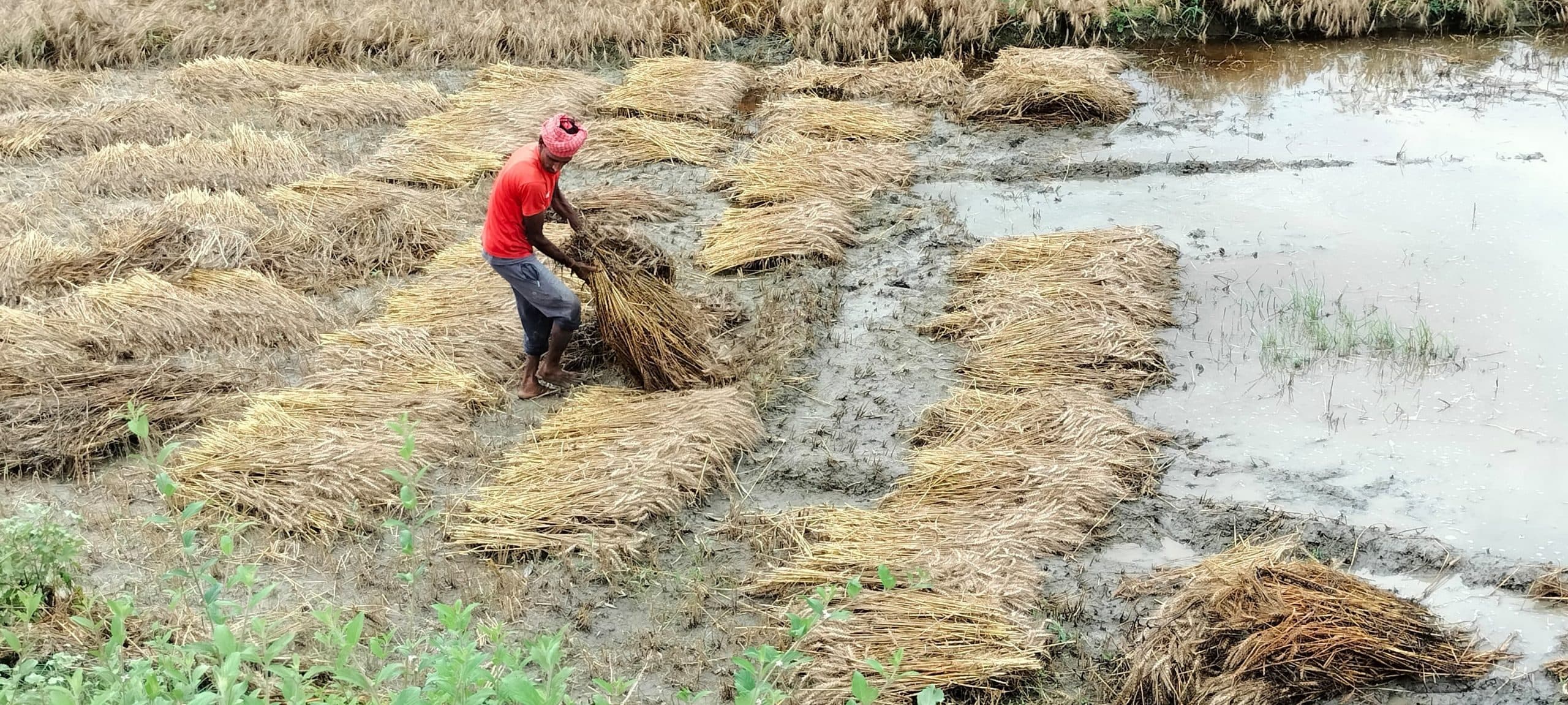 फसल की तैयारी के समय बर्बादी देख किसान चिंतित