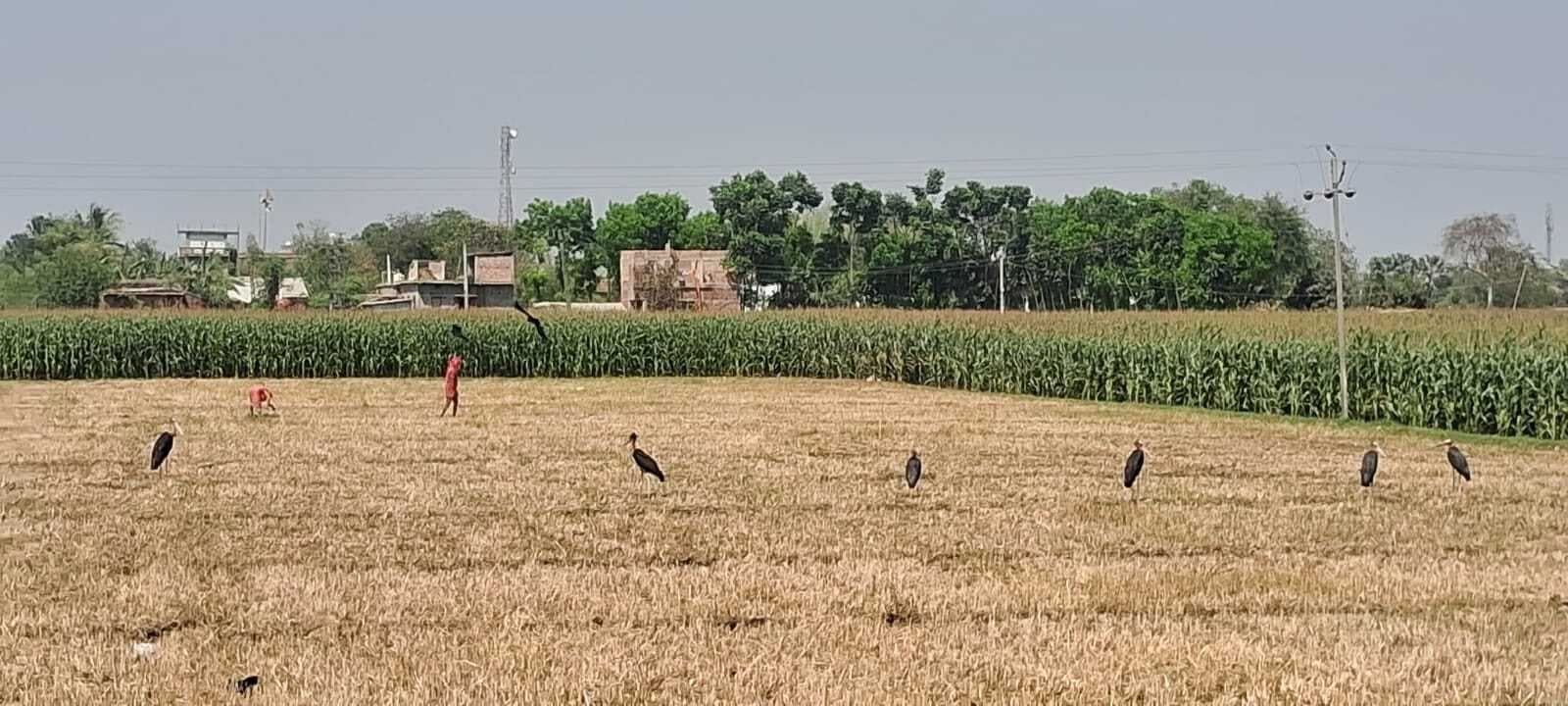 आंधी व बारिश से गेहूं की फसल हुई बर्बाद