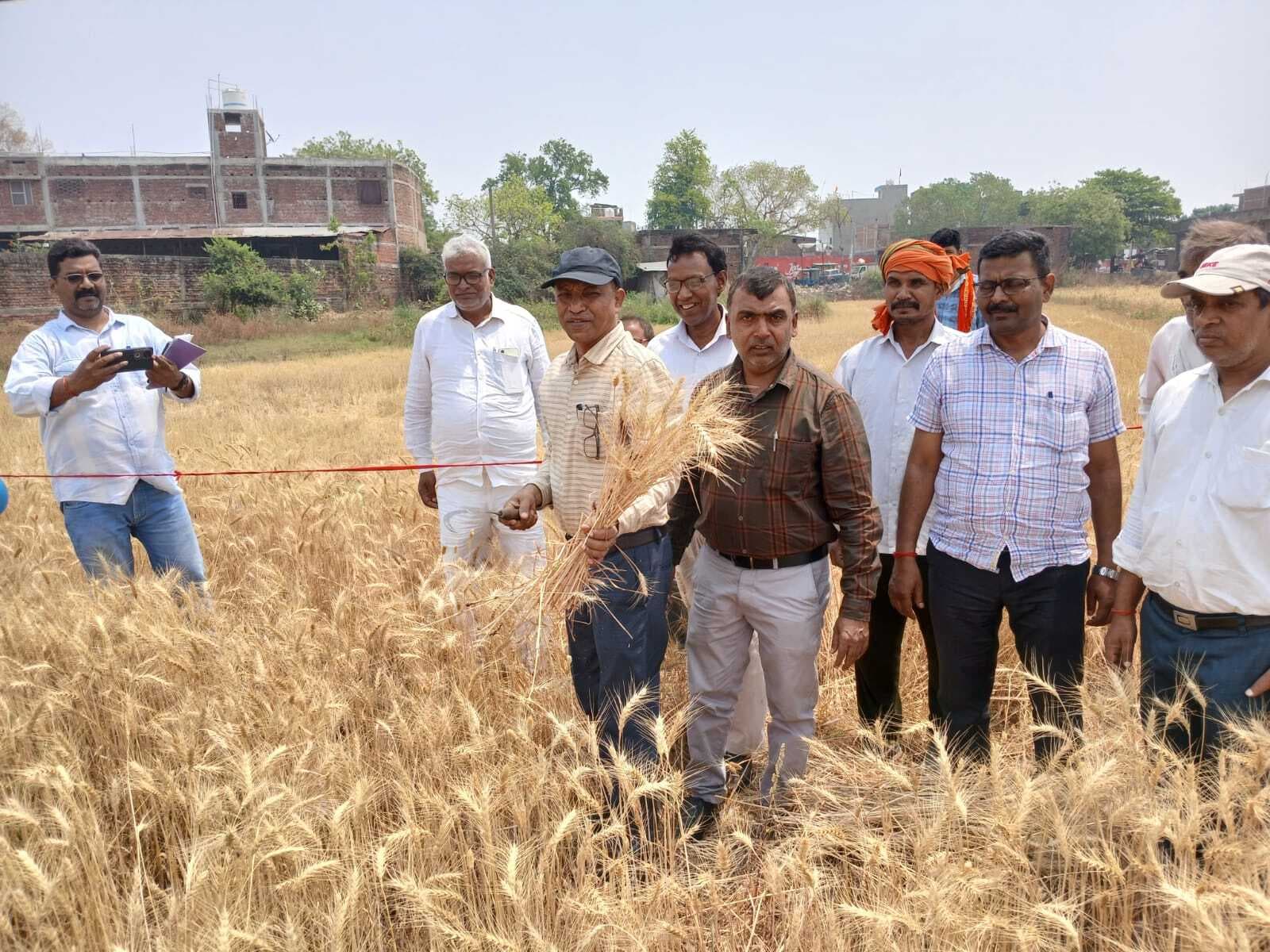 डीएओ ने करायी क्रॉप कटिंग, 32.5 क्विंटल प्रति हेक्टेयर उपज