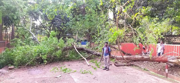 Chaibasa News : दर्जनों पेड़ उखड़े, जलमीनार की सोलर प्लेटें उड़ीं