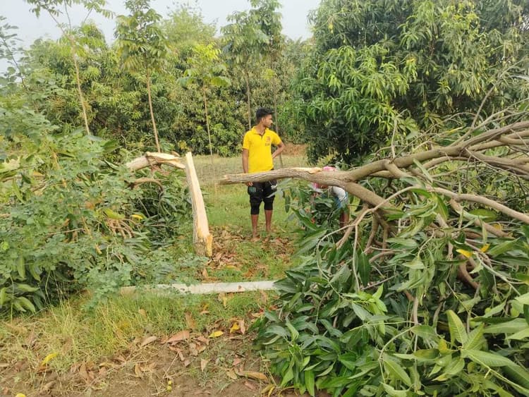 तेज आंधी व बारिश के कारण फसल को भारी नुकसान