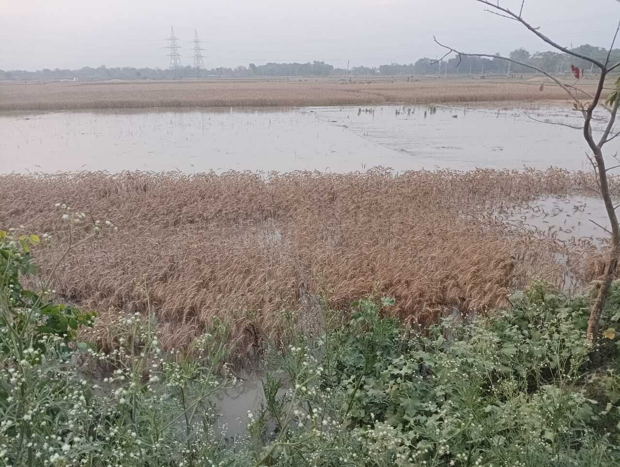 बिहुल नदी का जलस्तर बढ़ने से ललमनियां पंचायत की फसल डूबी