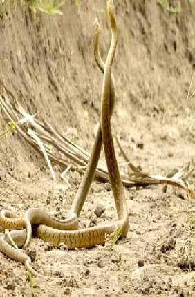 Giridih News: सांपों के जोड़े की अठखेलियां देखने उमड़े लोग