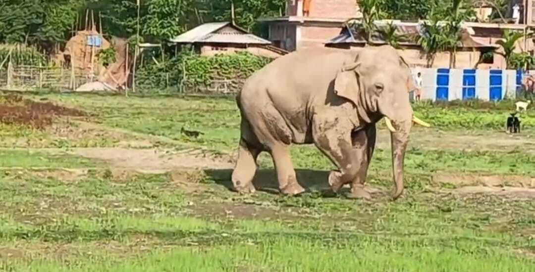 गांव में दिन दहाड़े पहुंचा जंगली हाथी, मची अफरातफरी