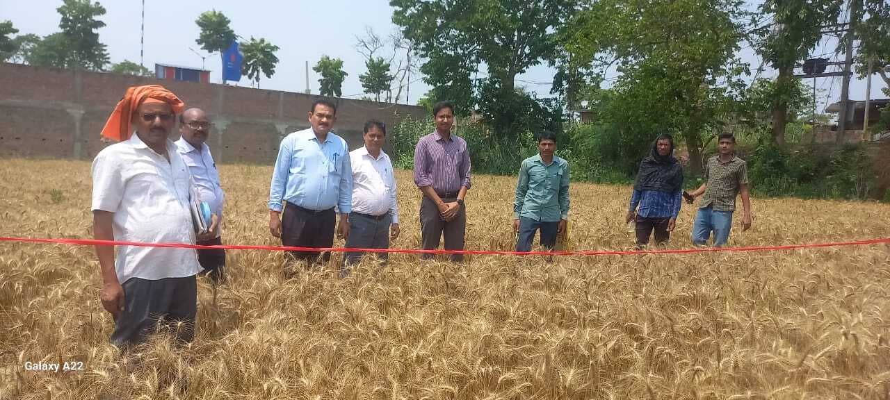 डीडीसी ने परबत्ता में कराया गेहूं की कटनी, प्रति हेक्टेयर 29 क्विंटल हुआ उत्पादन