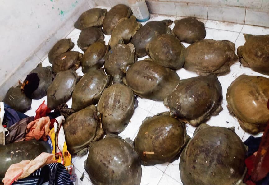 फरक्का एक्सप्रेस से 27 कछुए बरामद तीन तस्कर भी चढ़े पुलिस के हत्थे