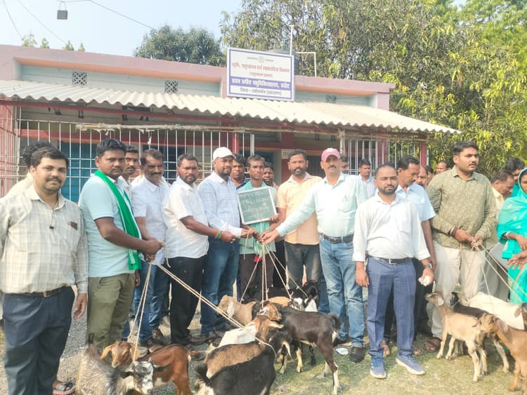 बकरी पालन कर किसानों को मिल रहा है रोजगार : प्रमुख