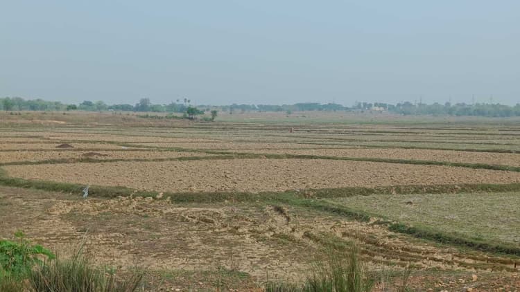 East Singhbhum News : बहरागोड़ा की कई पंचायतों में सिंचाई की व्यवस्था नहीं, पानी के बिना परती पड़े हैं खेत