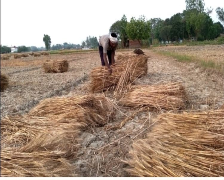बेमौसम बारिश के बाद खिली धूप से किसानों ने ली राहत की सांस
