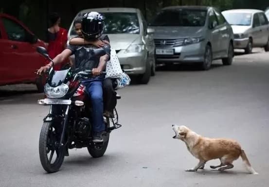 Jamshedpur news. परसुडीह में कुत्तों का आंतक, एक दिन में दो दर्जन से ज्यादा लोगों को काटा