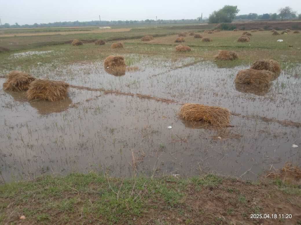 बेमौसम बारिश खेत में गेहूं की फसल नष्ट