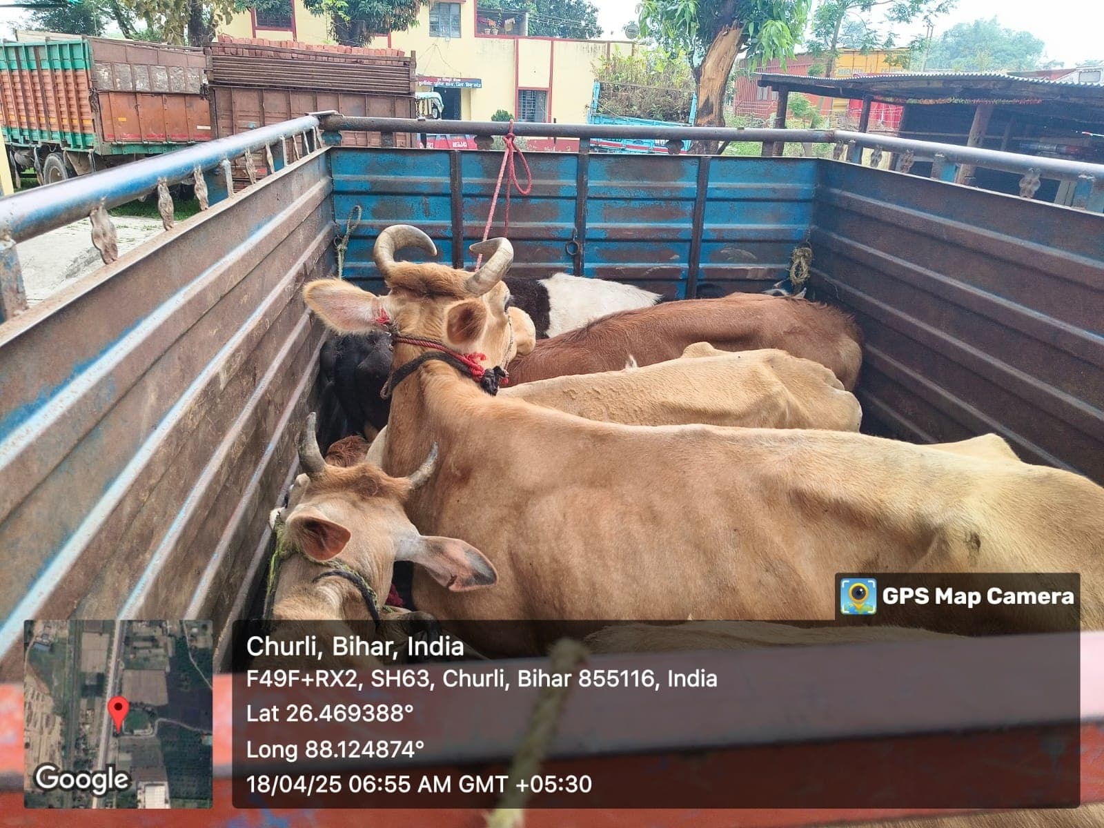 आठ मवेशियों के साथ पिकअप जब्त, चालक गिरफ्तार