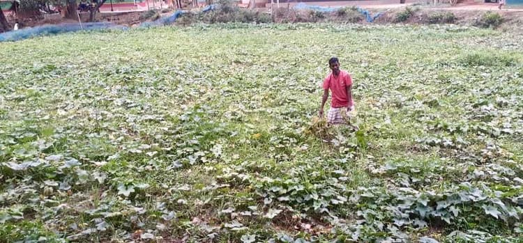 East Singhbhum News : घाटशिला में मौसम की मार से सब्जियों को नुकसान, आफत में किसान