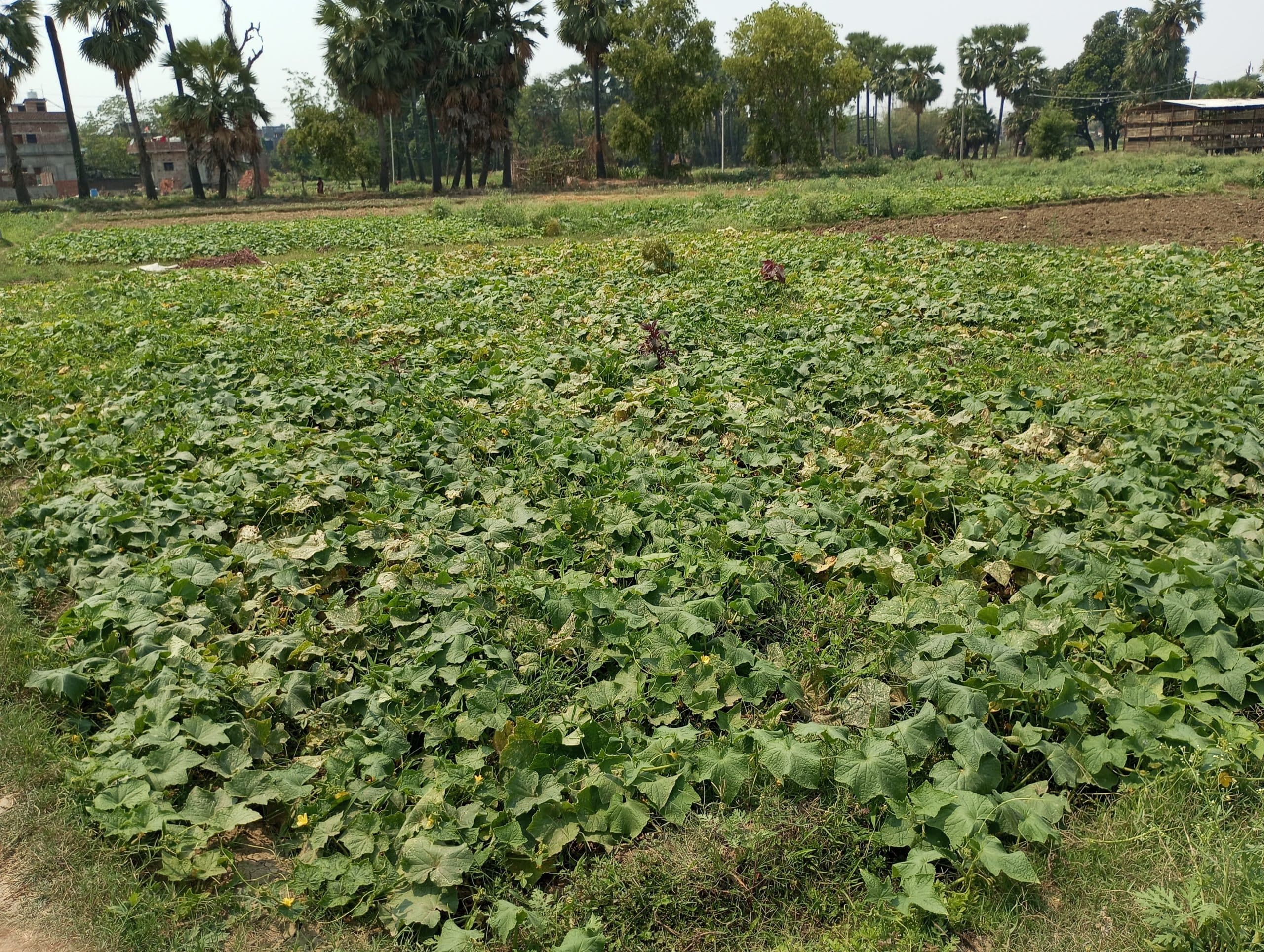 बेमौसम बारिश रबी, सब्जी व तेलहन की फसल को पहुंचा नुकसान