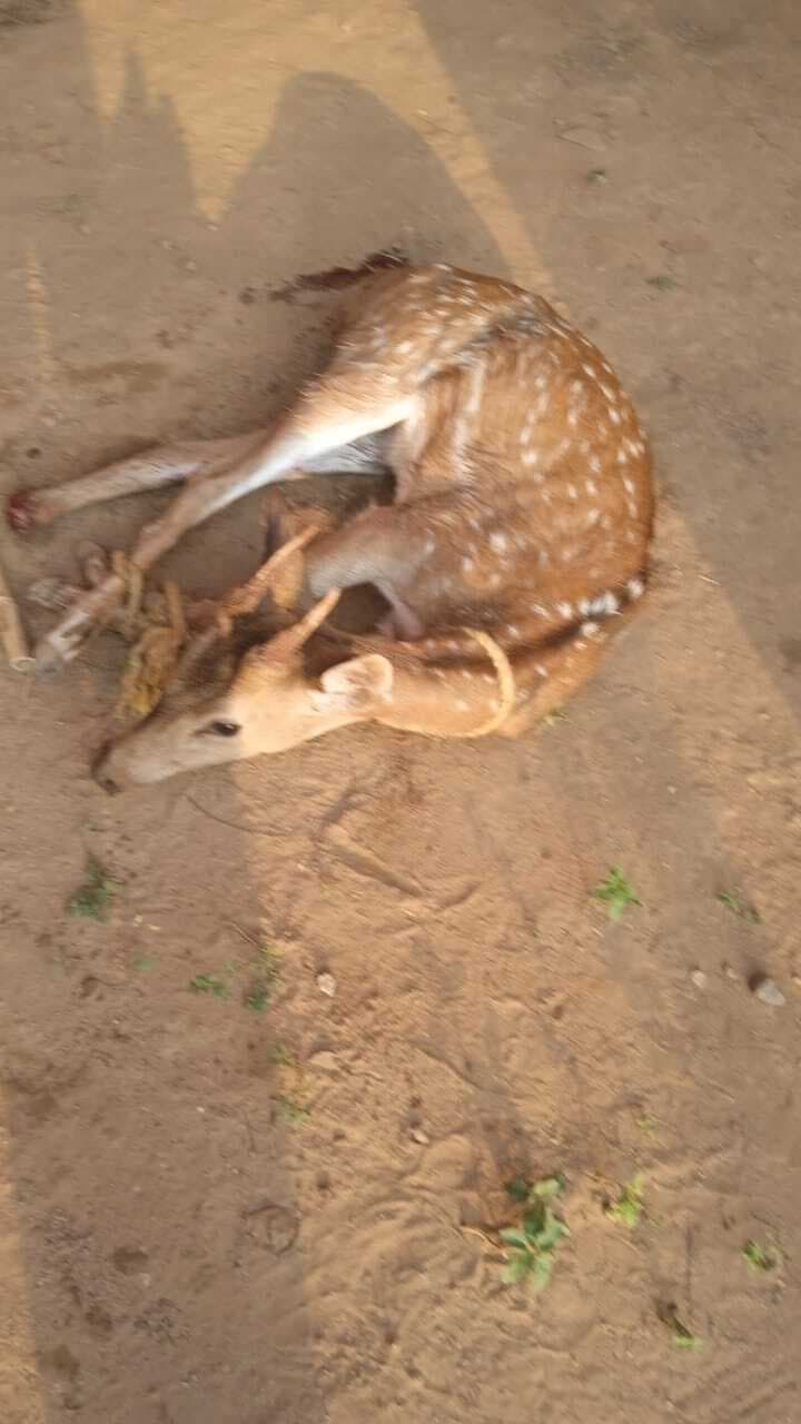 East Singhbhum News : कुत्तों से जान बचाने को बस्ती में घुसा घायल हिरण, वन विभाग ने बचाया