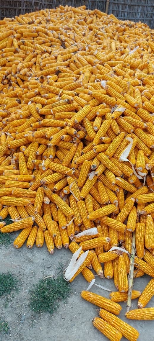 गुलजार होने लगा जिले के प्रसिद्ध कुरसेला का मक्का मंडी