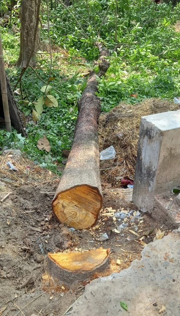 सरकारी जमीन पर लगे कदम पेड़ को काटा