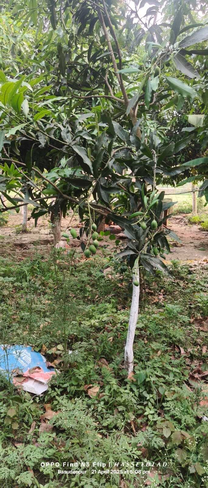 पहले आंधी ने आम के टिकोले गिराया, अब मधुआ व डंठल कीट से किसान परेशान