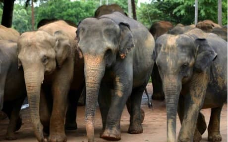 Jamshedpur news. दलमा के हाथियों के साथ मानव की टकराव की घटनाओं में आयी कमी