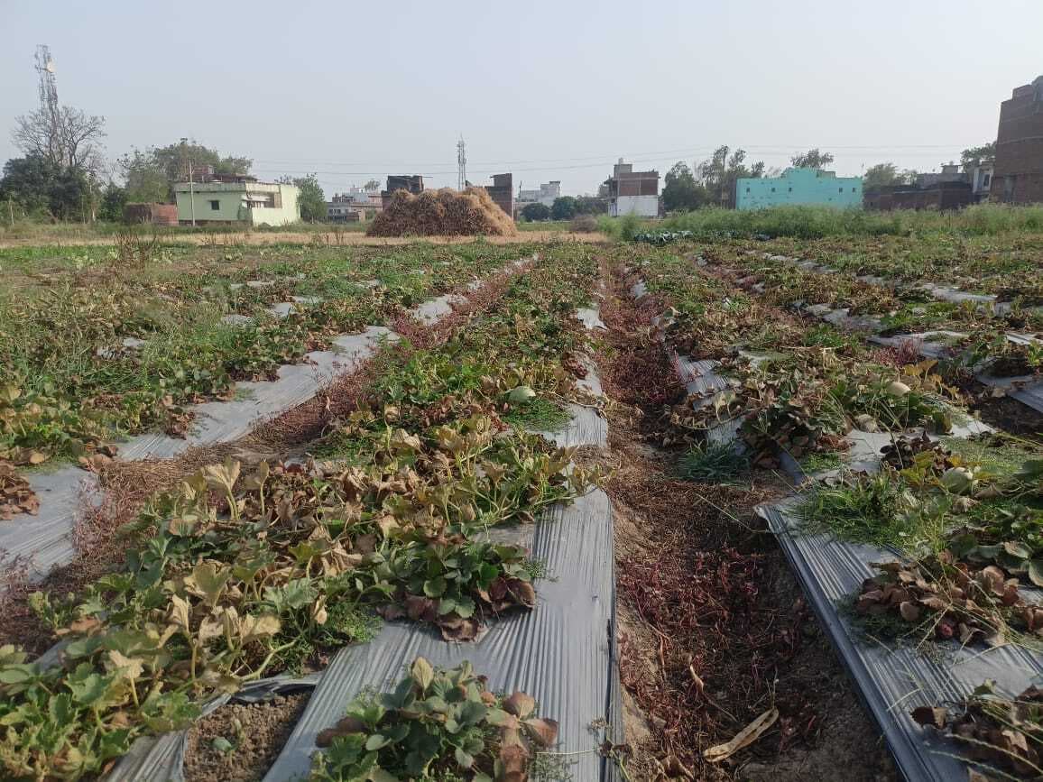 मौसम का प्रभाव, सूख गयी लालमी की फसल