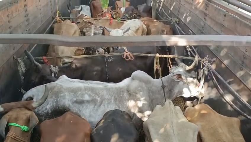 30 मवेशियों से लदा ट्रक जब्त, दो तस्कर गिरफ्तार