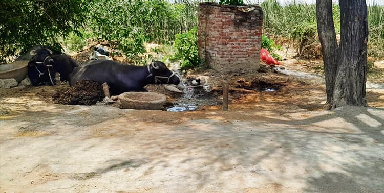 Kaimur News : पीएचइडी की उदासीनता से चापाकल बना भैंस बांधने का खूंटा