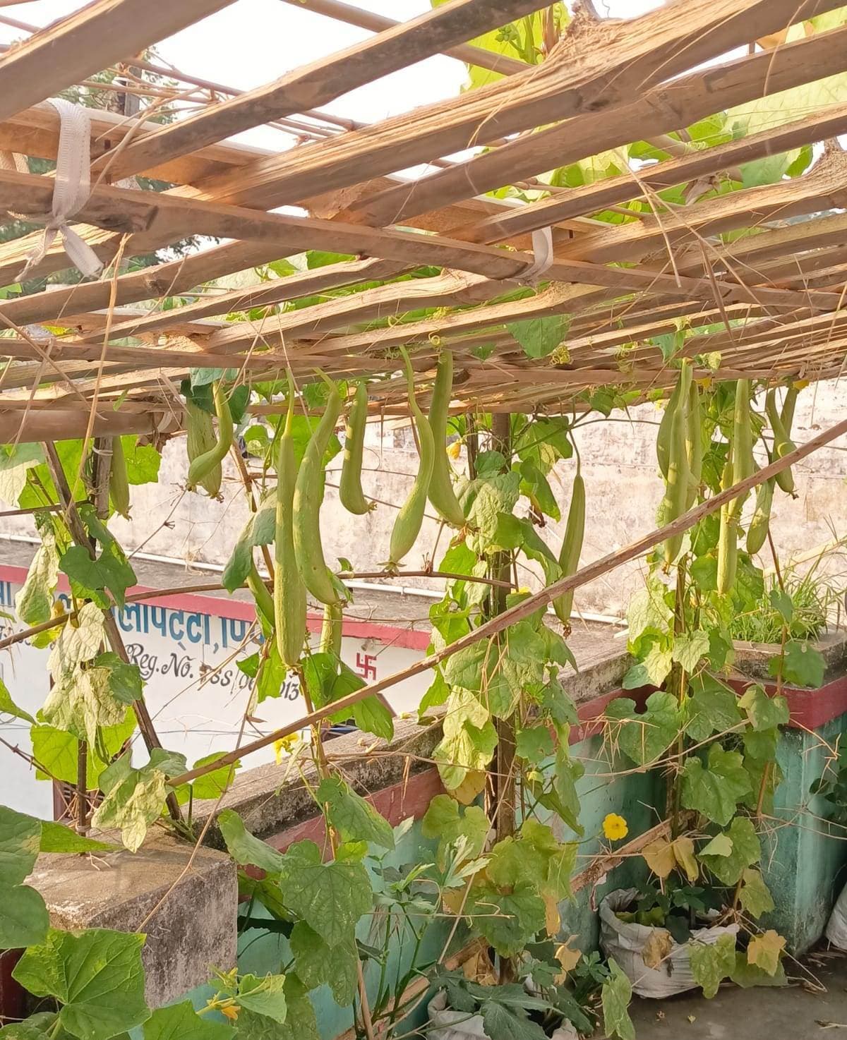 घटती जमीन व बढ़ती जनसंख्या के बीच अब छतों पर उगाने लगे सब्जियां