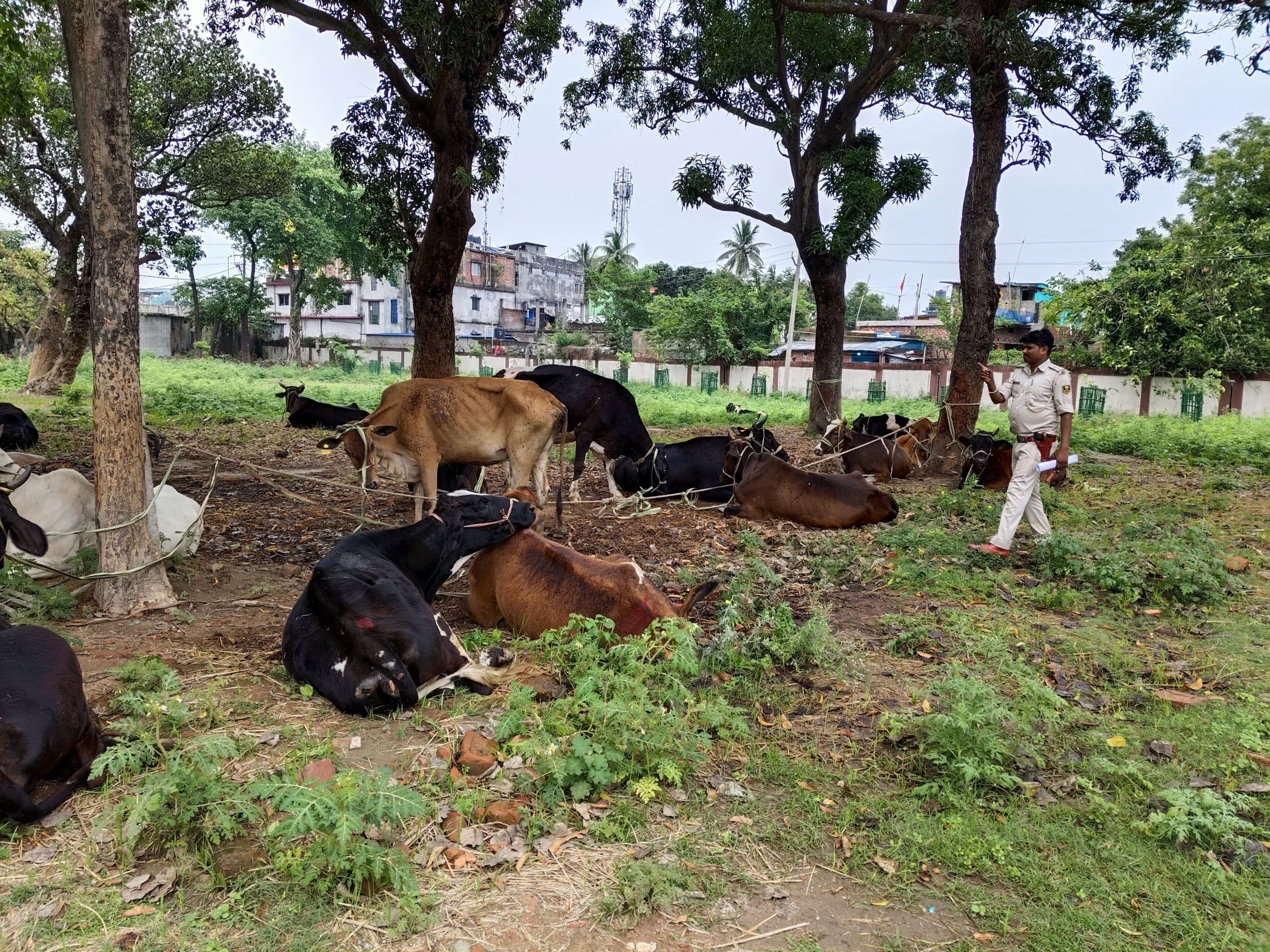 तस्करी कर ले जाये जा रहे 26 मवेशी, तीन मिनी ट्रकों के साथ जब्त