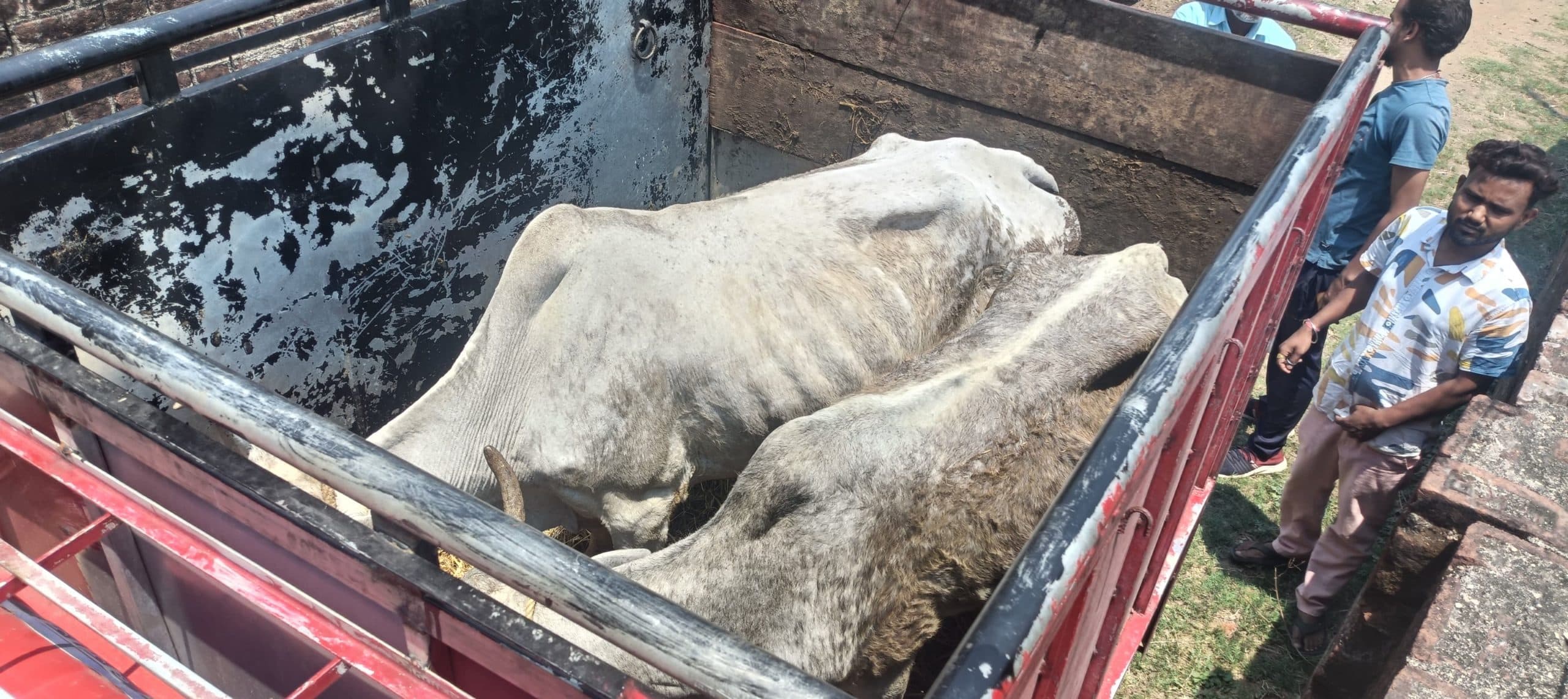 Giridih News :ग्रामीणों ने पकड़ा मवेशी लदा वाहन, पुलिस को सौंपा