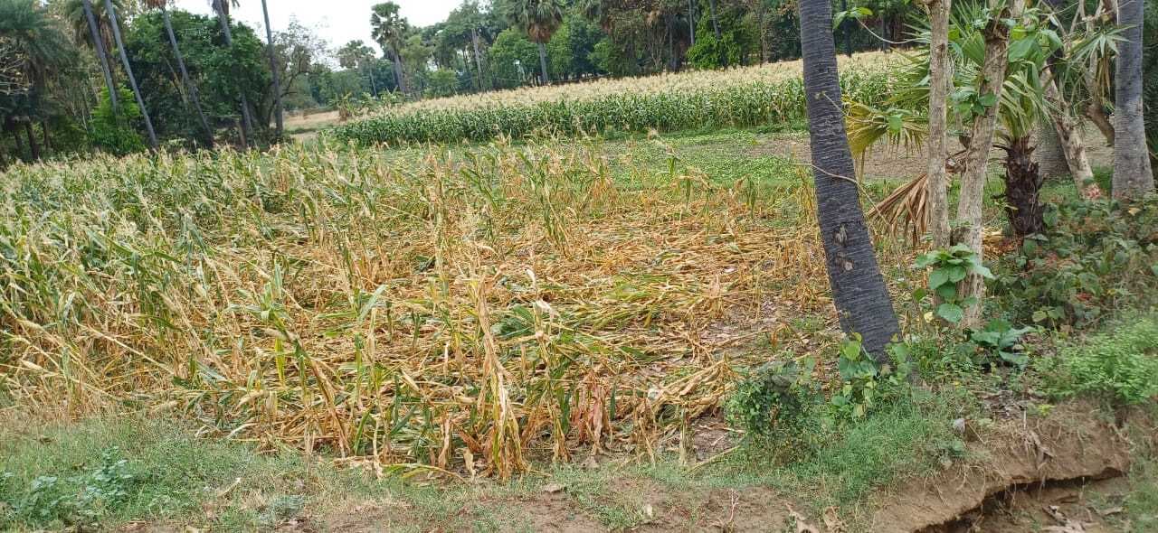 बारिश से तरबूज की फसल बर्बाद, किसान चिंतित